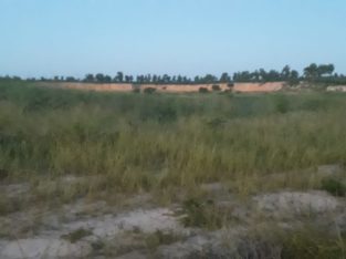 6.5 Hectares Disponivel para trespasse Zimpeto